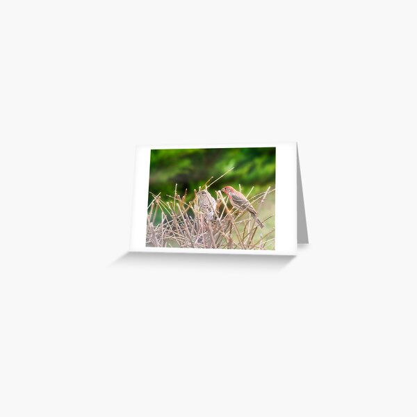 House Finches Greeting Card