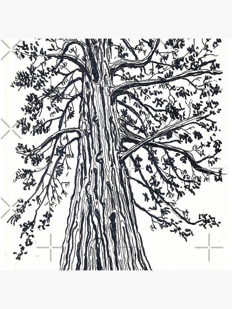 california redwood by swellart