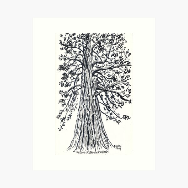 california redwood Art Print