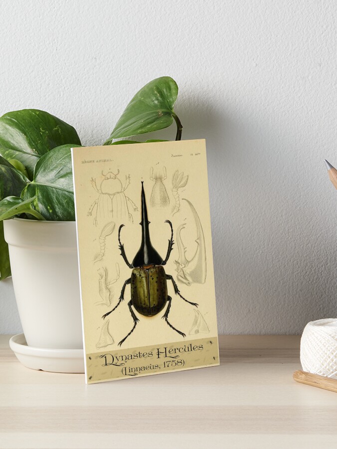 Hercules Beetle Art Print
