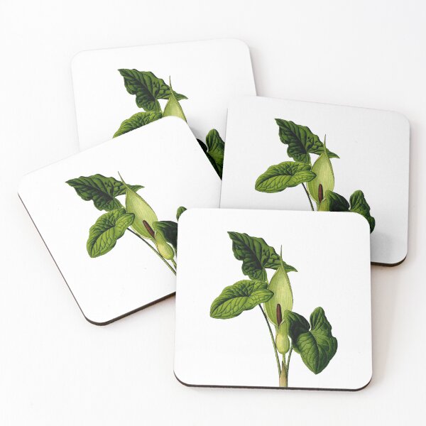 Flower and leaves of Arum maculatum Coasters (Set of 4)
