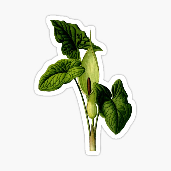 Flower and leaves of Arum maculatum Sticker