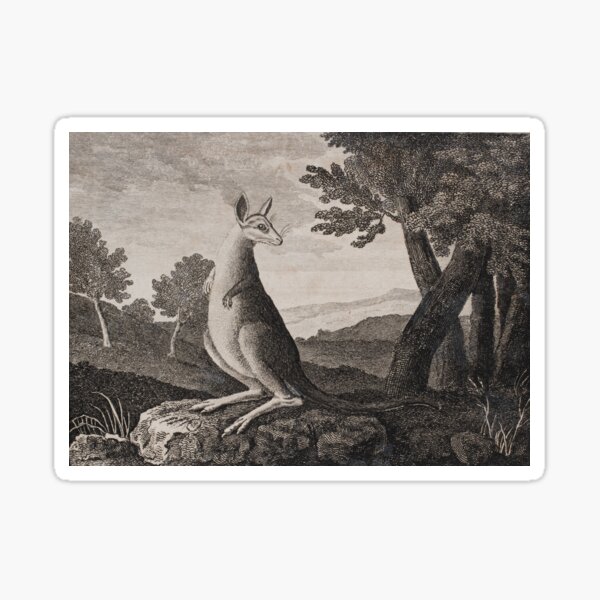Item preview, Vintage kangaroo print. (1790 - 1800)  designed and sold by anmm.