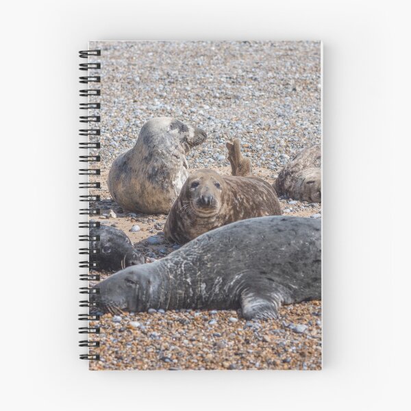 Item preview, Blakeney Point Seals designed and sold by Jim Key.
