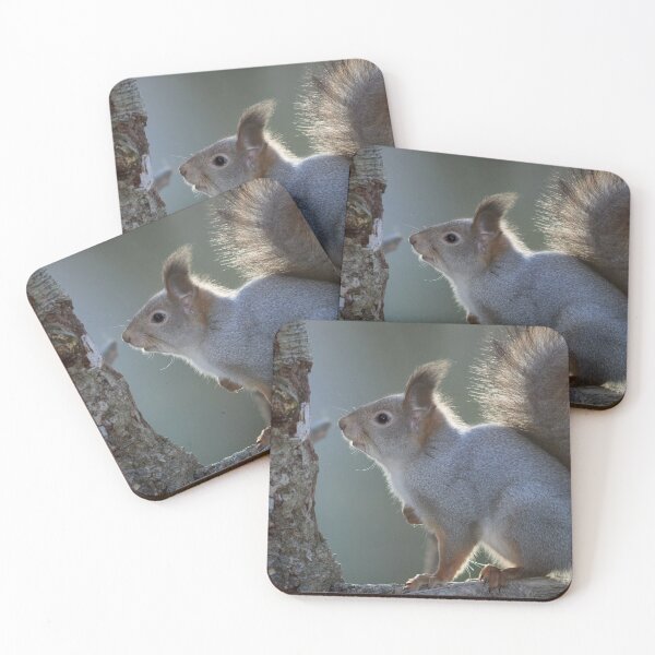 Item preview, To be or not to be. Eurasian red squirrel designed and sold by Jouko Lehto Photography.