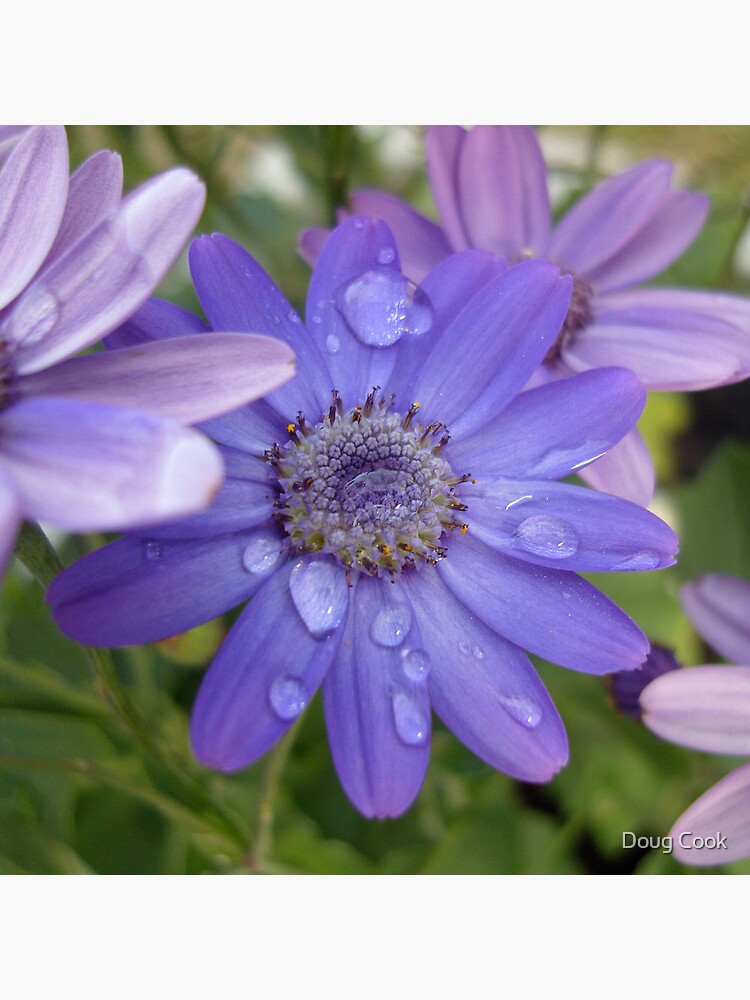 Blue Again by DougCook