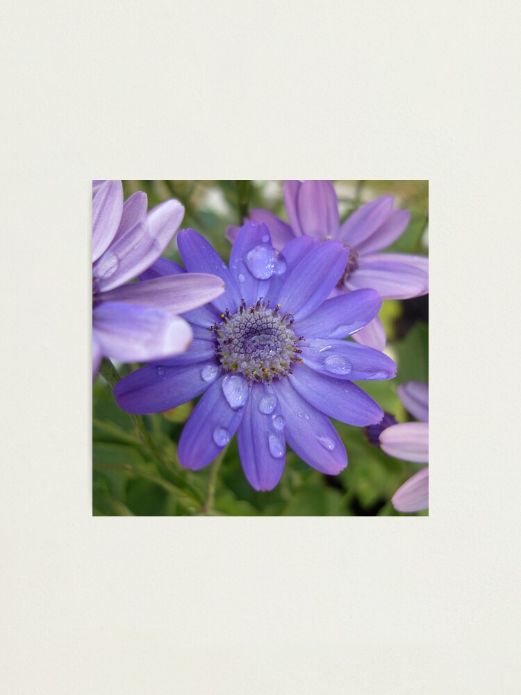 Alternate view of Blue Again Photographic Print