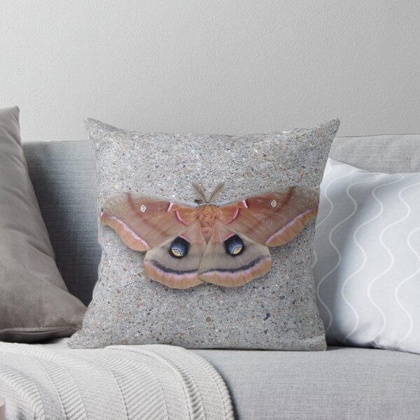 Item preview, Polyphemous Moth designed and sold by photosbyapril.