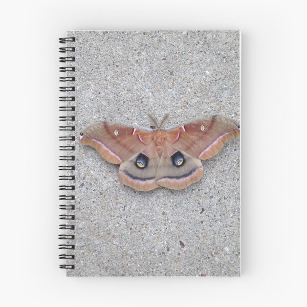 Item preview, Polyphemous Moth designed and sold by photosbyapril.