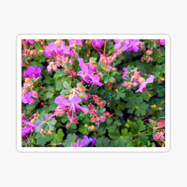 Cranesbill Sticker