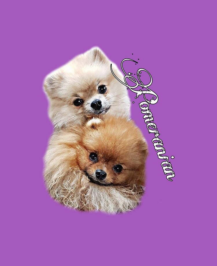 Teacup pomeranian accessories sale