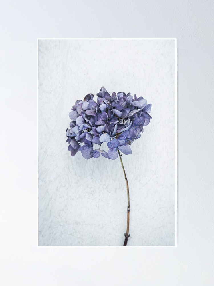 Dried blue hydrangea Poster by Maria Heyens