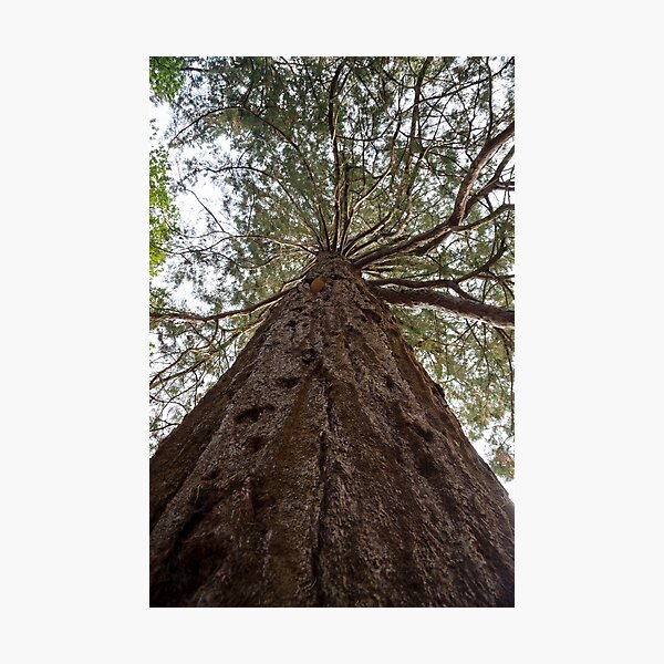 Item preview, Giant Redwood Tree designed and sold by SMartin.
