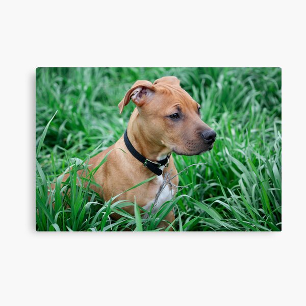 A Day In Spring Canvas Print