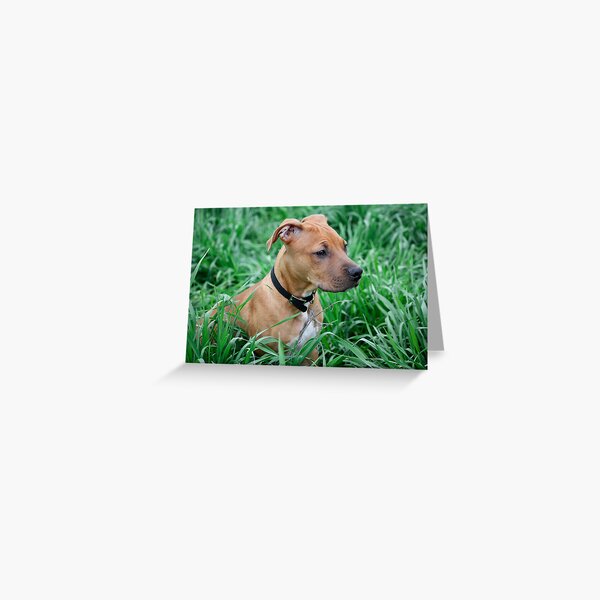 A Day In Spring Greeting Card