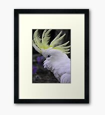 Sulphur Crested Cockatoo - Science Park, South Australia Framed Print