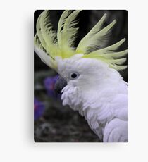 Sulphur Crested Cockatoo - Science Park, South Australia Canvas Print