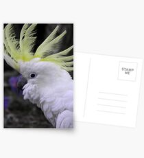 Sulphur Crested Cockatoo - Science Park, South Australia Postcards