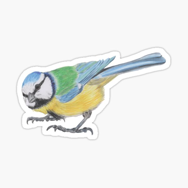 Bluetit 4/4 Sticker