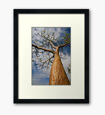 Boab Tree Framed Print