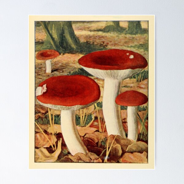 Item preview, Naturalist Mushrooms designed and sold by BlueSpecsStudio.