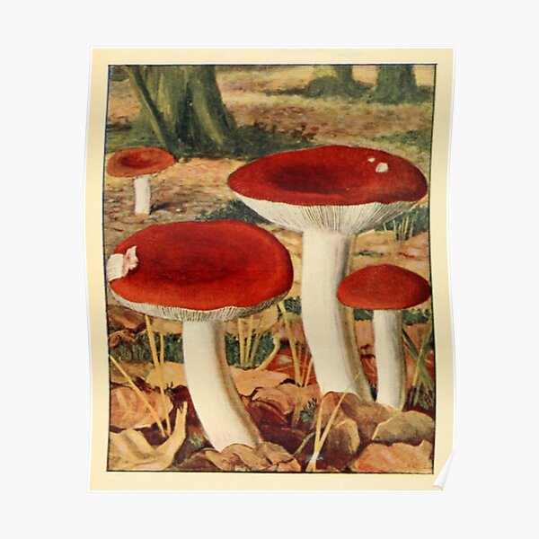 Naturalist Mushrooms Poster
