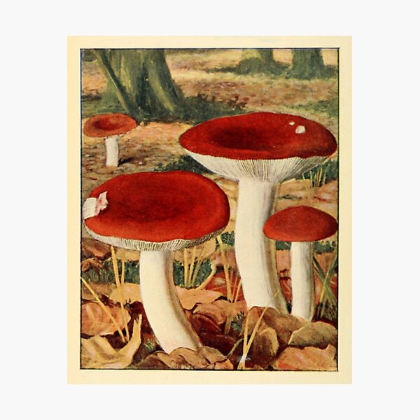 Item preview, Naturalist Mushrooms designed and sold by BlueSpecsStudio.