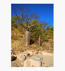 Kimberley Boab Photographic Print