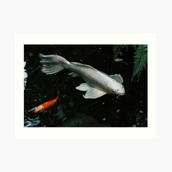 Koi Contrast Art Print