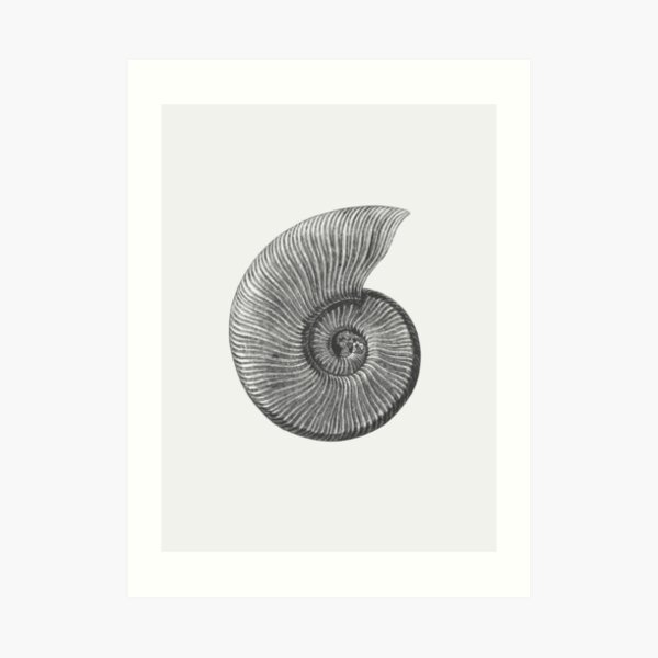 Ammonite Fossil Art Print