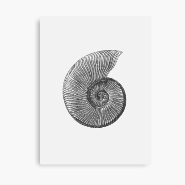 Item preview, Ammonite Fossil designed and sold by Rob Price.