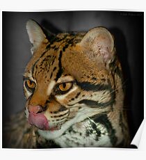 Ocelot Poster
