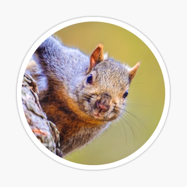 Squirrel, Just Peepin Photograph Sticker