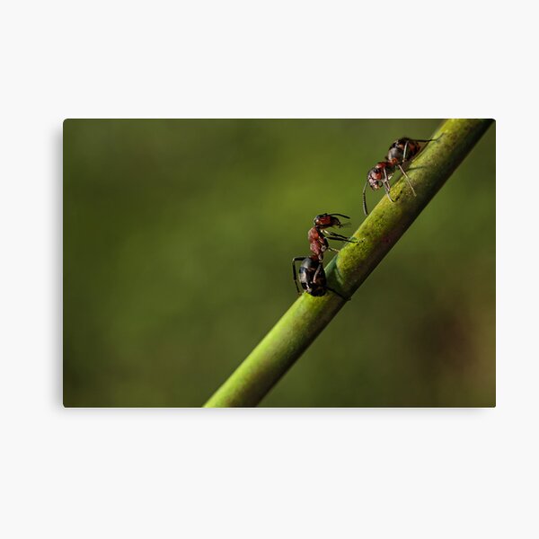 Ants Canvas Print