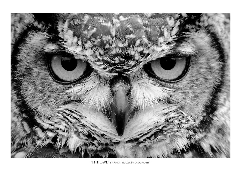 ““The Owl” - Black and White Portrait” by AndyBiggar | Redbubble