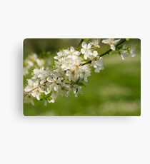 Blossoms. Canvas Print