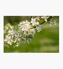 Blossoms. Photographic Print