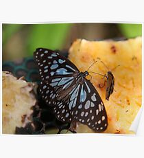 Blue butterfly Poster