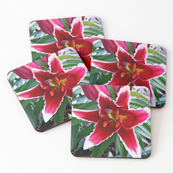 Item preview, Vibrant Pink Asiatic Lily designed and sold by BlueMoonRose.