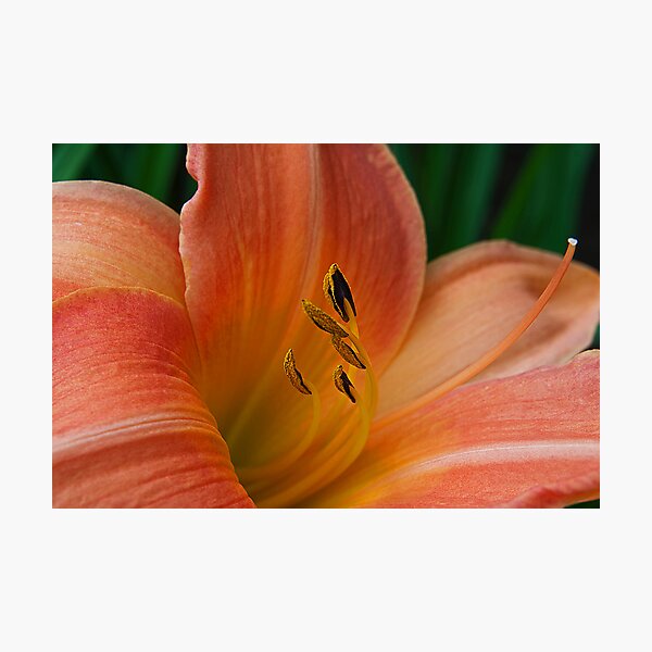 Item preview, Lily Du Jour designed and sold by Mike Oxley.