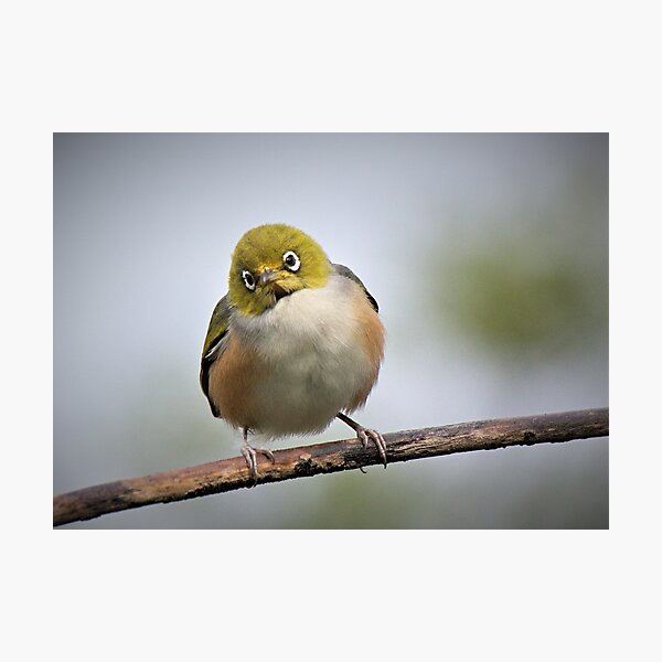Item preview, Silvereye - All on my own. designed and sold by Roy  Massicks.