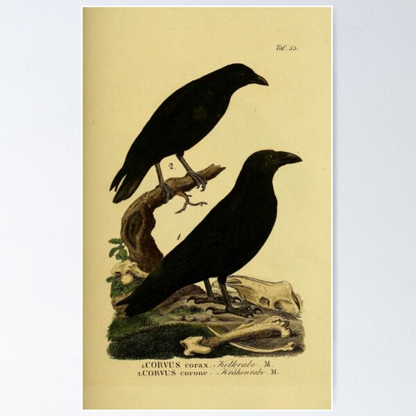 Item preview, Crow And Raven designed and sold by BlueSpecsStudio.