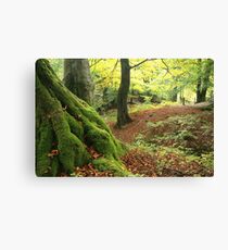 Mossy tree trunk Canvas Print