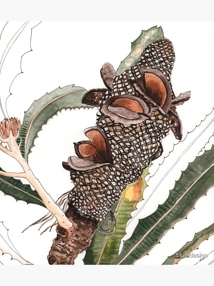 "Banksia Pod Australian Native Plant" Art Print for Sale by blueidesign