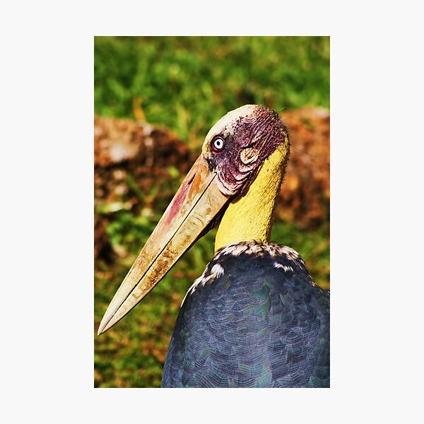 Item preview, So You Think I'm Beautiful?- Marabou Stork designed and sold by Liza Barlow.