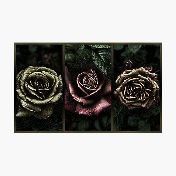 Forever Shine..... Photographic Print