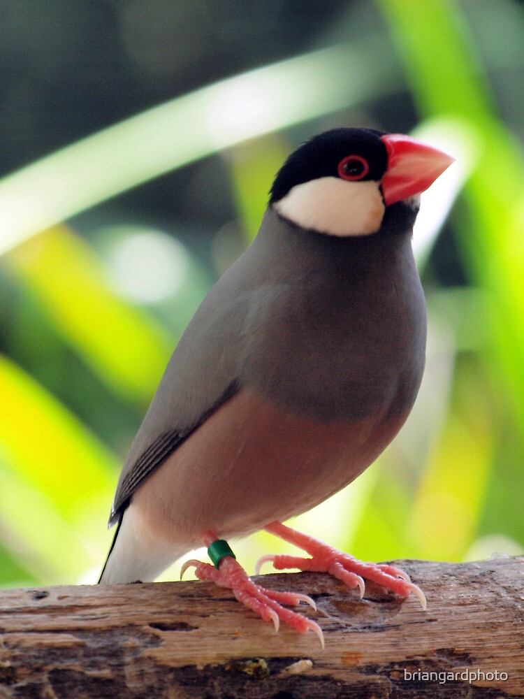 "Java Finch (Padda oryzivora) NATIONAL ZOO & AQUARIUM" by briangardphoto Redbubble