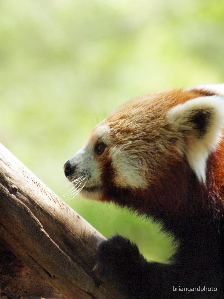 "RED PANDA @ NATIONAL ZOO & AQUARIUM " Poster for Sale by