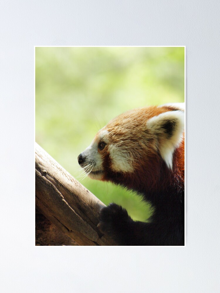 "RED PANDA @ NATIONAL ZOO & AQUARIUM " Poster for Sale by