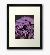 MACRO FLOWERS Framed Print